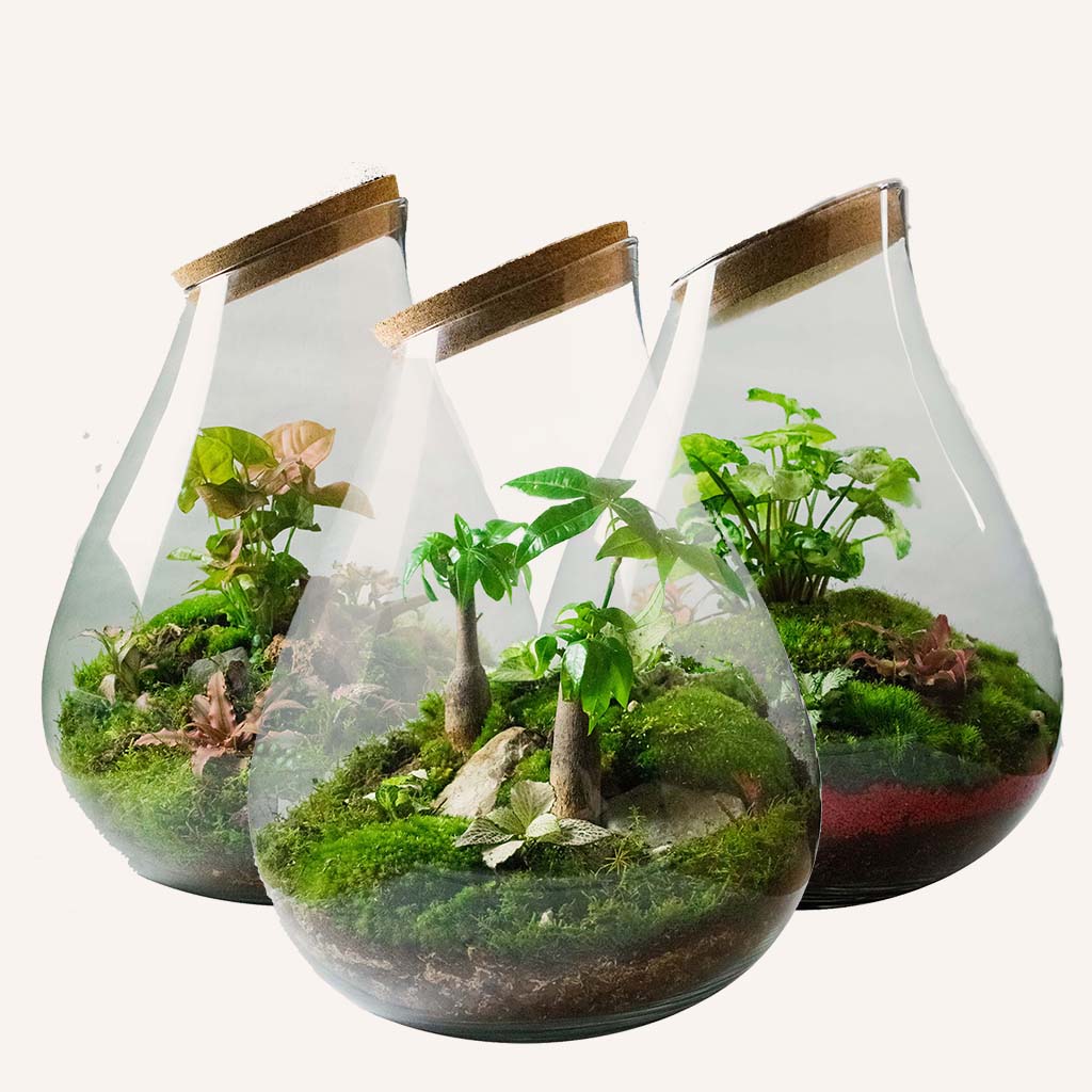 Terrariums