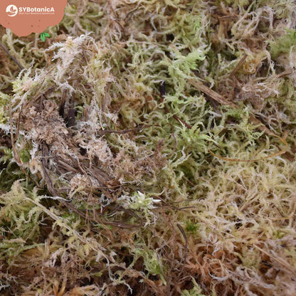 Sphagnum mos