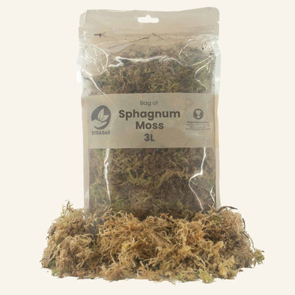 Sphagnum mos