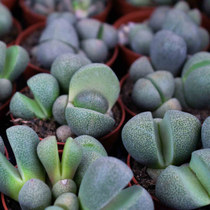 Lithops mix